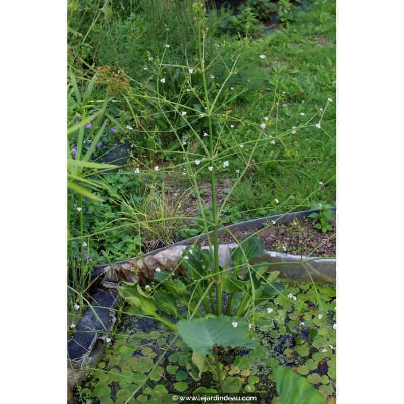 ALISMA plantago-aquatica var. parviflora ALISMA plantago-aquatica var. parviflora