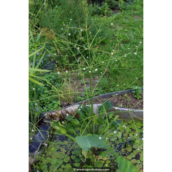 ALISMA plantago-aquatica var. parviflora