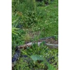 ALISMA plantago-aquatica var. parviflora ALISMA plantago-aquatica var. parviflora