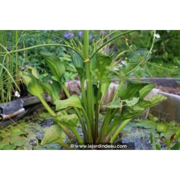 ALISMA plantago-aquatica var. parviflora