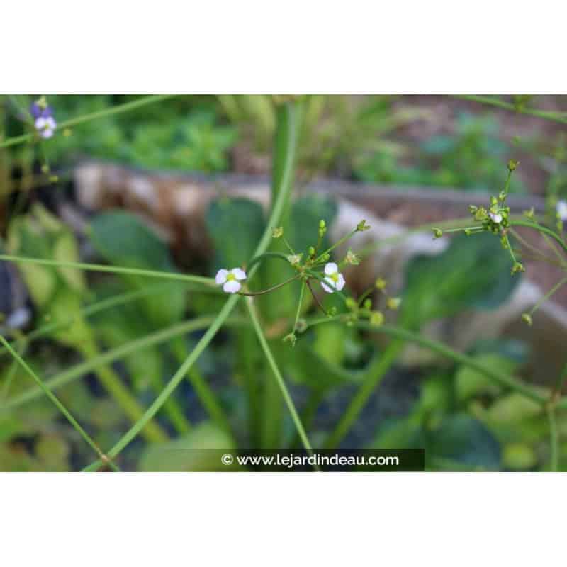 ALISMA plantago-aquatica var. parviflora ALISMA plantago-aquatica var. parviflora