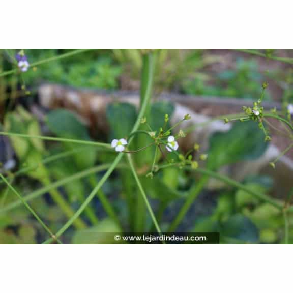 ALISMA plantago-aquatica var. parviflora