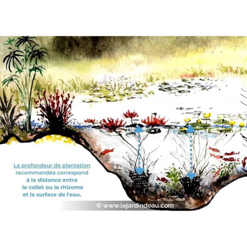 NYMPHAEA 'Escarboucle' NYMPHAEA 'Escarboucle'