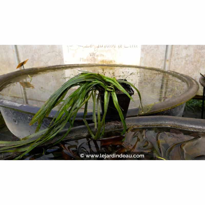 VALLISNERIA spiralis VALLISNERIA spiralis