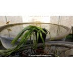 VALLISNERIA spiralis VALLISNERIA spiralis