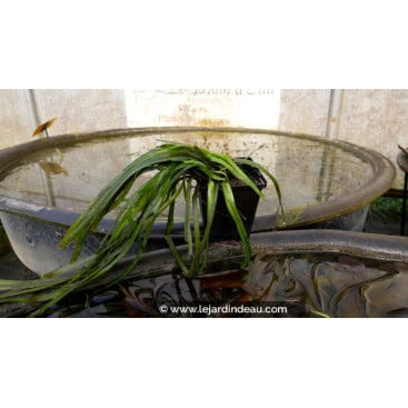 VALLISNERIA spiralis - Vallisnérie spiralée
