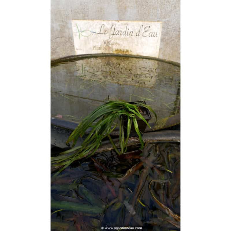VALLISNERIA spiralis VALLISNERIA spiralis