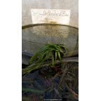 VALLISNERIA spiralis VALLISNERIA spiralis