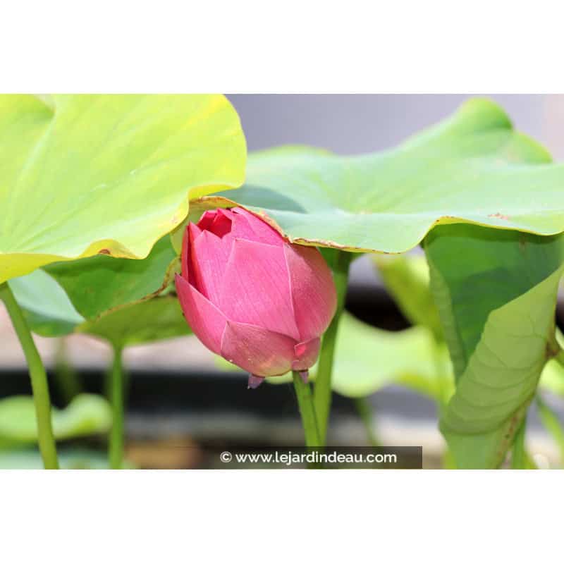 NELUMBO 'Red Light 15' NELUMBO 'Red Light 15'