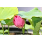 NELUMBO 'Red Light 15' NELUMBO 'Red Light 15'