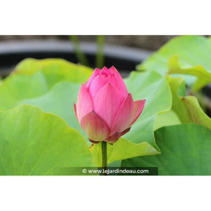 NELUMBO 'Red Light 15' NELUMBO 'Red Light 15'