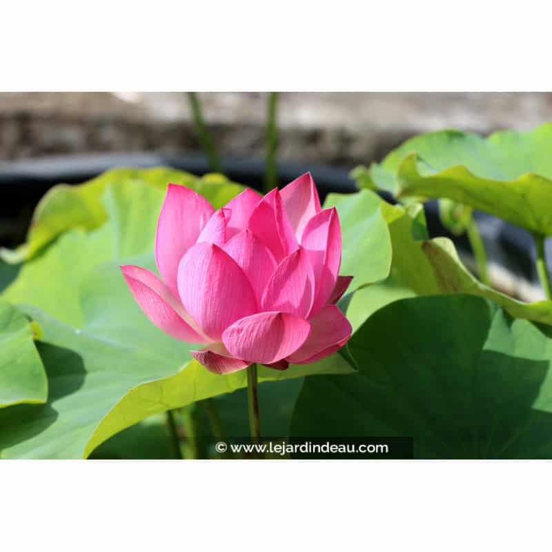 NELUMBO 'Red Light 15' NELUMBO 'Red Light 15'