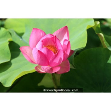NELUMBO \'Red Light 15\' - Lotus