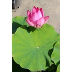 NELUMBO 'Red Light 15' NELUMBO 'Red Light 15'