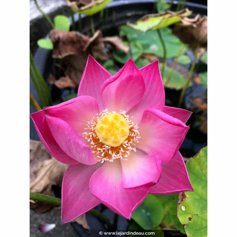 NELUMBO 'Princess Harper of Ten-Mile-Creek' NELUMBO 'Princess Harper of Ten-Mile-Creek'