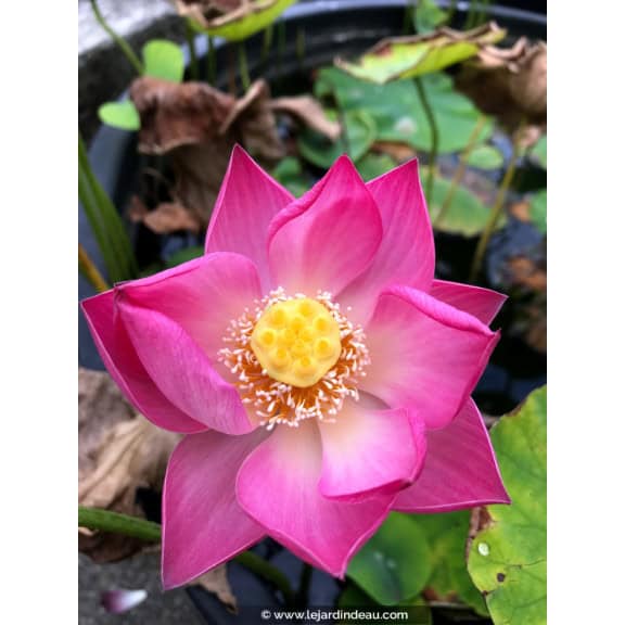NELUMBO 'Princess Harper of Ten-Mile-Creek'