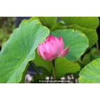 NELUMBO 'Red Children' NELUMBO 'Red Children'