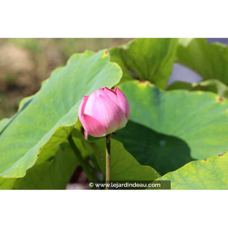NELUMBO 'Red Children' NELUMBO 'Red Children'
