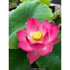 NELUMBO 'Red Children' NELUMBO 'Red Children'