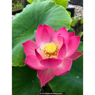 NELUMBO \'Red Children\' - Lotus