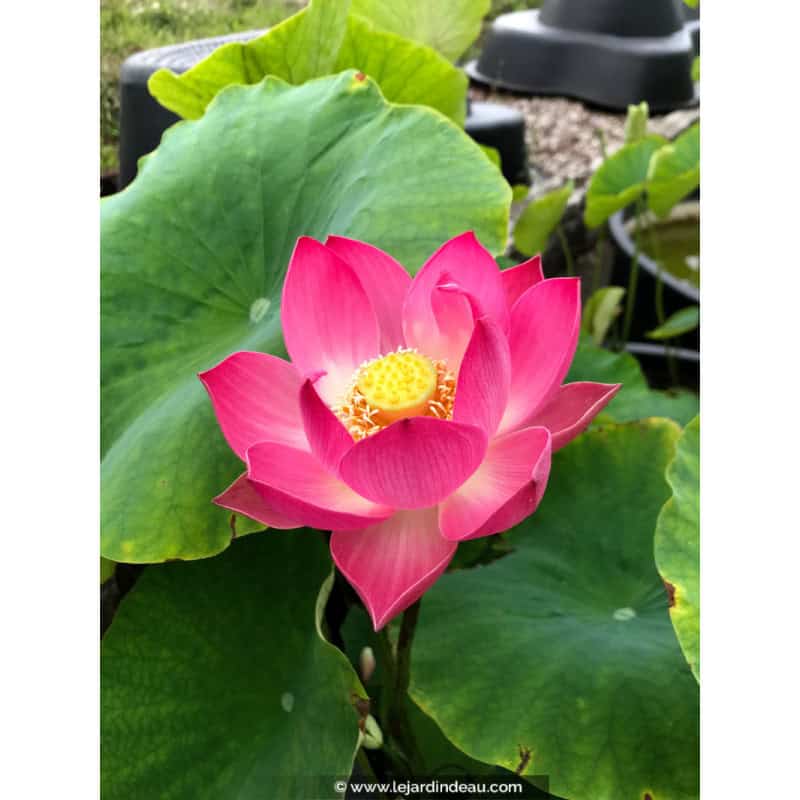 NELUMBO 'Red Children' NELUMBO 'Red Children'