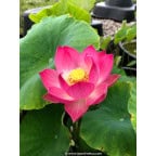 NELUMBO 'Red Children' NELUMBO 'Red Children'
