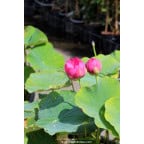 NELUMBO 'Qingling Honlian' NELUMBO 'Qingling Honlian'