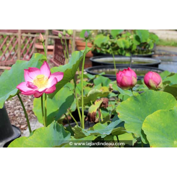 NELUMBO 'Qingling Honlian'
