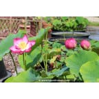 NELUMBO 'Qingling Honlian' NELUMBO 'Qingling Honlian'