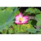 NELUMBO 'Qingling Honlian' NELUMBO 'Qingling Honlian'