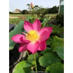 NELUMBO 'Qingling Honlian' NELUMBO 'Qingling Honlian'