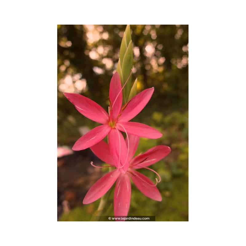 SCHIZOSTYLIS coccinea 'Major' SCHIZOSTYLIS coccinea 'Major'