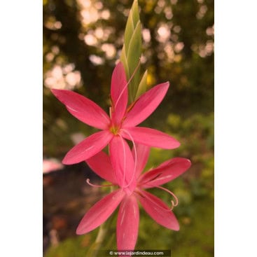 SCHIZOSTYLIS coccinea \'Major\' - Lys des Caffres rouge
