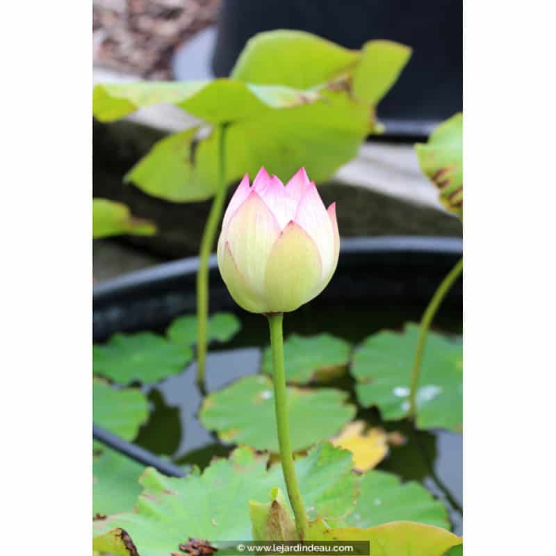 NELUMBO 'Cranberry Kiss' NELUMBO 'Cranberry Kiss'