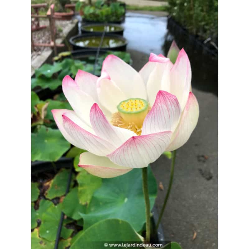 NELUMBO 'Cranberry Kiss' NELUMBO 'Cranberry Kiss'