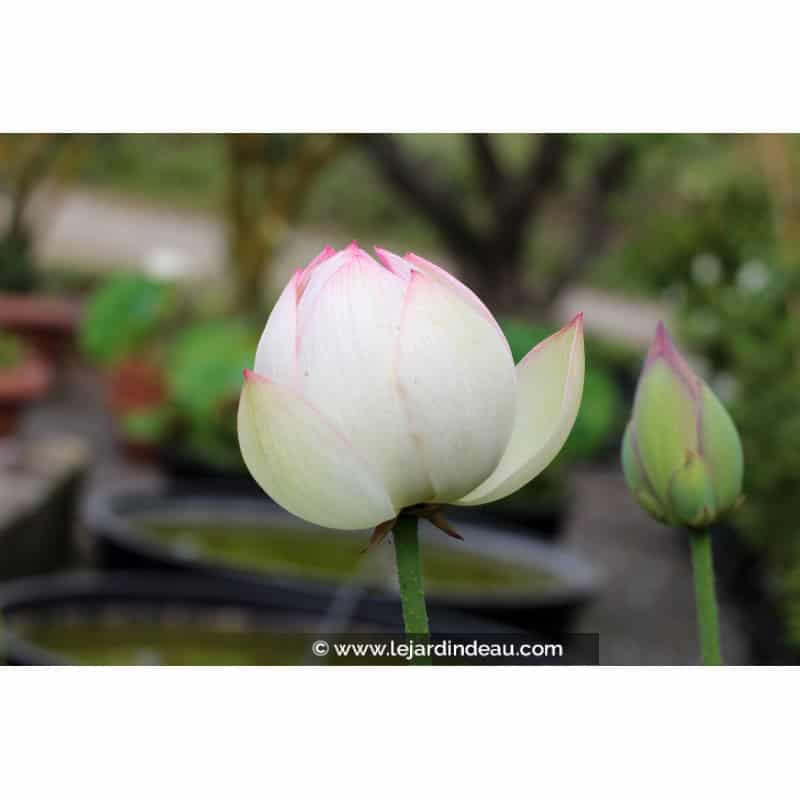 NELUMBO 'Cranberry Kiss' NELUMBO 'Cranberry Kiss'