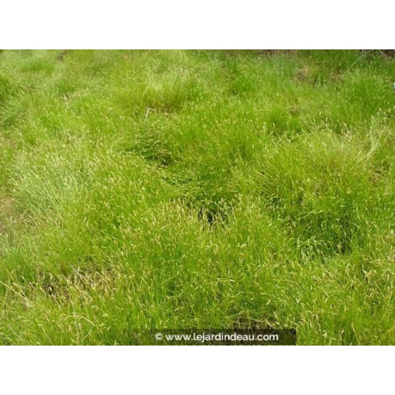 SCIRPUS cernuus