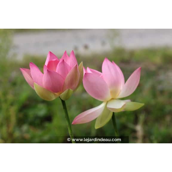 NELUMBO 'Patricia Garrett' - &Eacute;t&eacute;