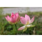 NELUMBO 'Patricia Garrett' - Été NELUMBO 'Patricia Garrett' - Été