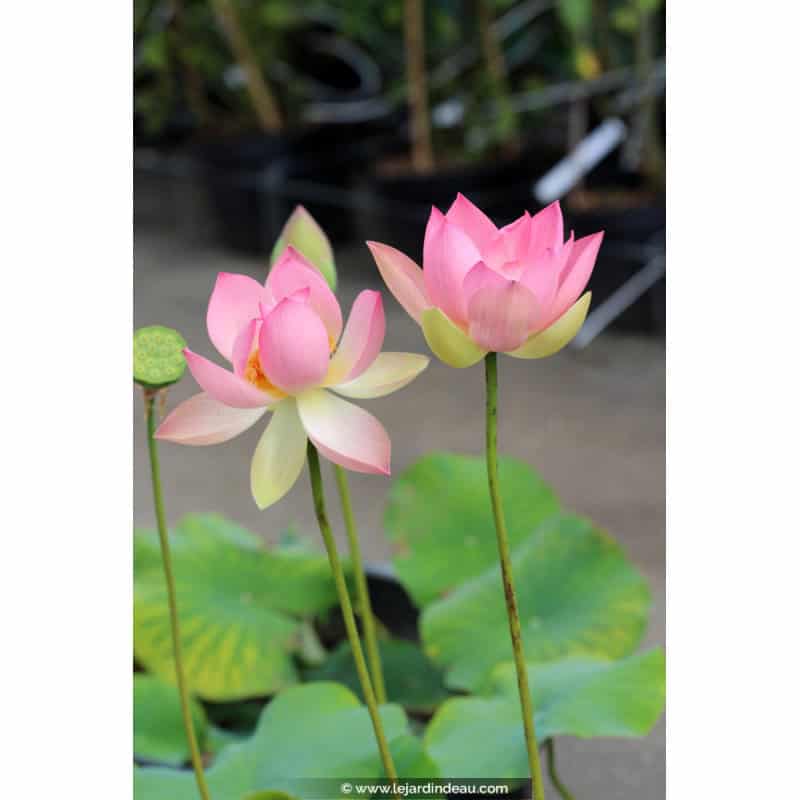 NELUMBO 'Patricia Garrett' - Été NELUMBO 'Patricia Garrett' - Été