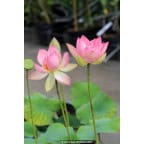 NELUMBO 'Patricia Garrett' - Été NELUMBO 'Patricia Garrett' - Été