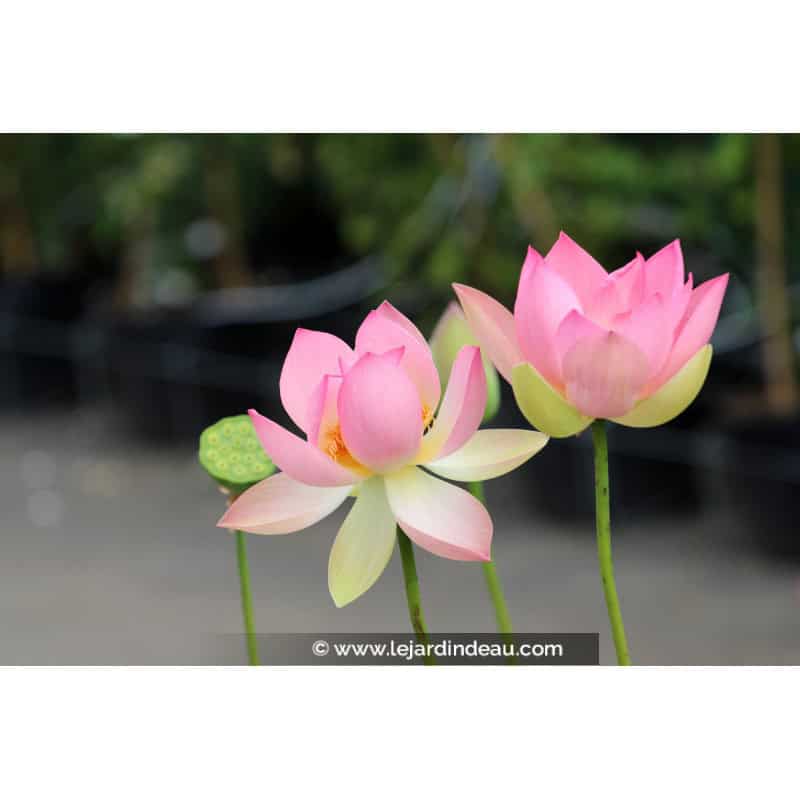 NELUMBO 'Patricia Garrett' - Été NELUMBO 'Patricia Garrett' - Été
