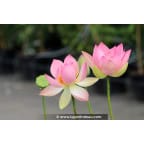 NELUMBO 'Patricia Garrett' - Été NELUMBO 'Patricia Garrett' - Été