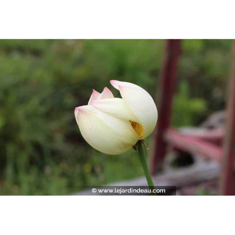 NELUMBO 'Patricia Garrett' - Été NELUMBO 'Patricia Garrett' - Été