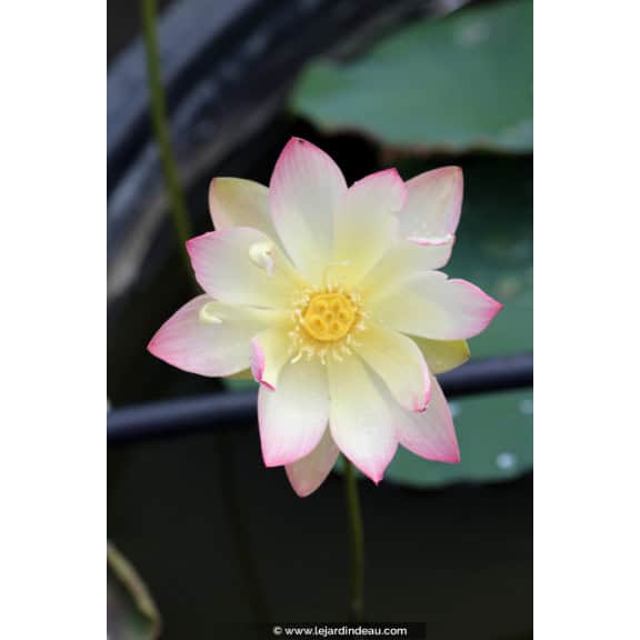 NELUMBO 'Princess Abby of Ten-Mile-Creek'