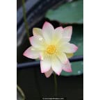 NELUMBO 'Princess Abby of Ten-Mile-Creek' NELUMBO 'Princess Abby of Ten-Mile-Creek'