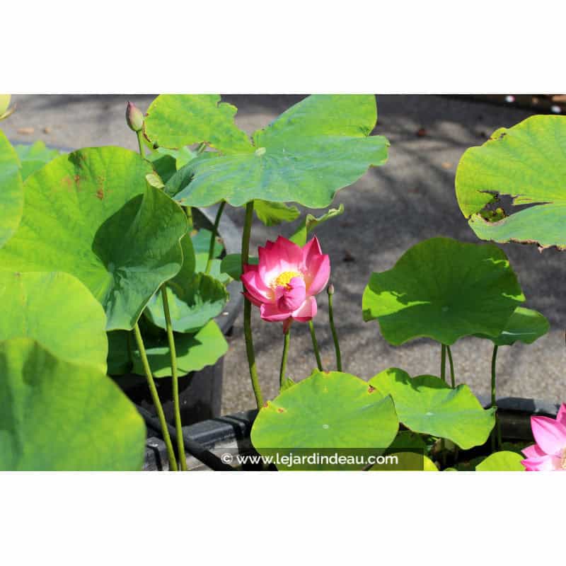 NELUMBO 'Princess Abby of Ten-Mile-Creek' NELUMBO 'Princess Abby of Ten-Mile-Creek'