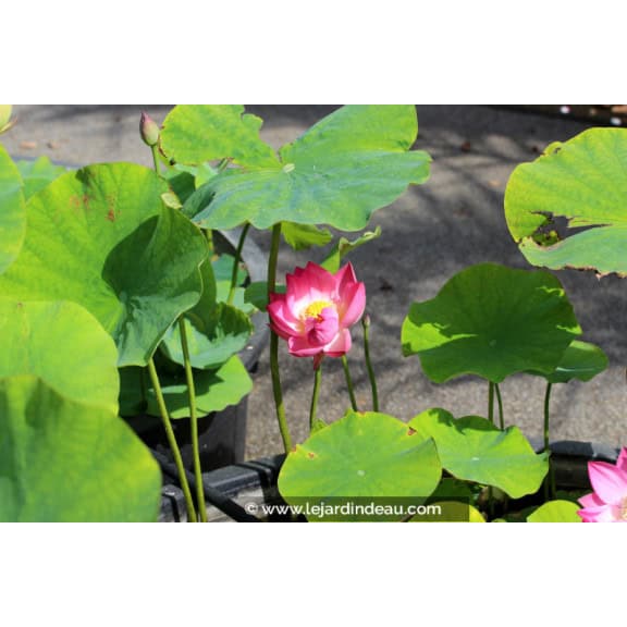 NELUMBO 'Princess Abby of Ten-Mile-Creek'