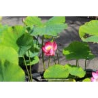 NELUMBO 'Princess Abby of Ten-Mile-Creek' NELUMBO 'Princess Abby of Ten-Mile-Creek'