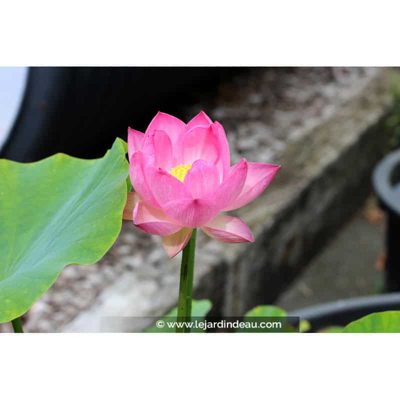 NELUMBO 'Princess Abby of Ten-Mile-Creek' NELUMBO 'Princess Abby of Ten-Mile-Creek'